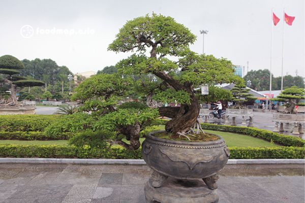 Cây mận hơn 50 tuổi