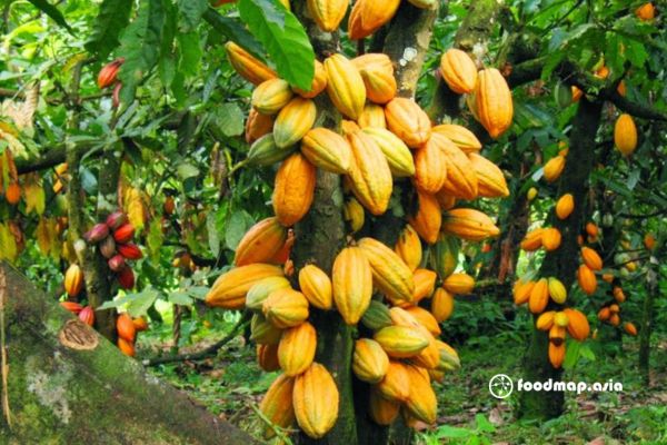 dac-diem-cay-cacao