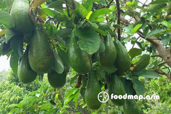 qua-bo-tu-quy