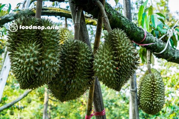 Sầu Riêng Ri6 và những món ngon khó cưỡng