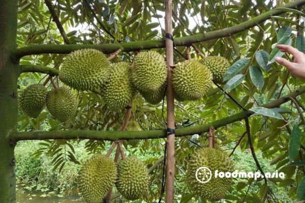 cay-sau-rieng