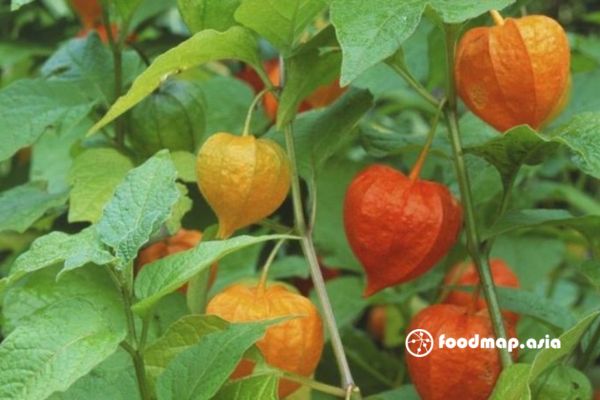 trai-tam-bop-chin