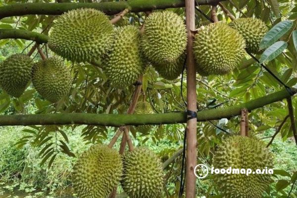 thu-hoach-sau-rieng