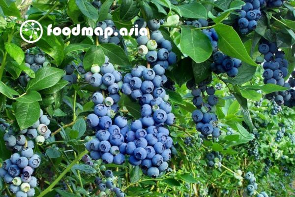 thu-hoach-viet-quat