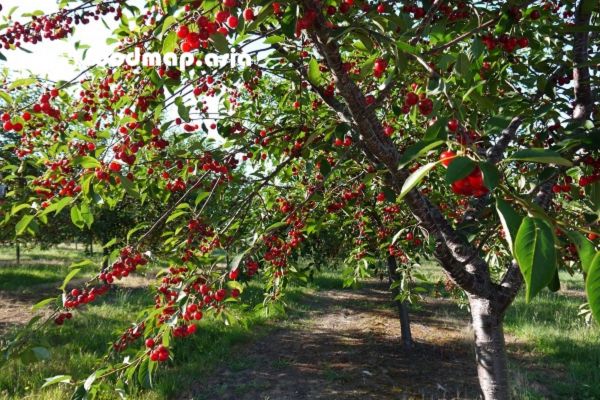 thu-hoach-cherry