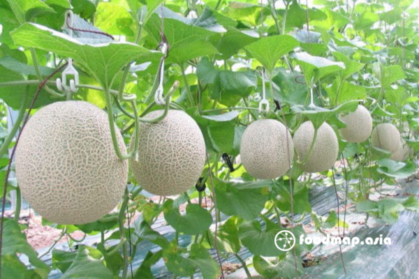 cach-trong-dua-luoi