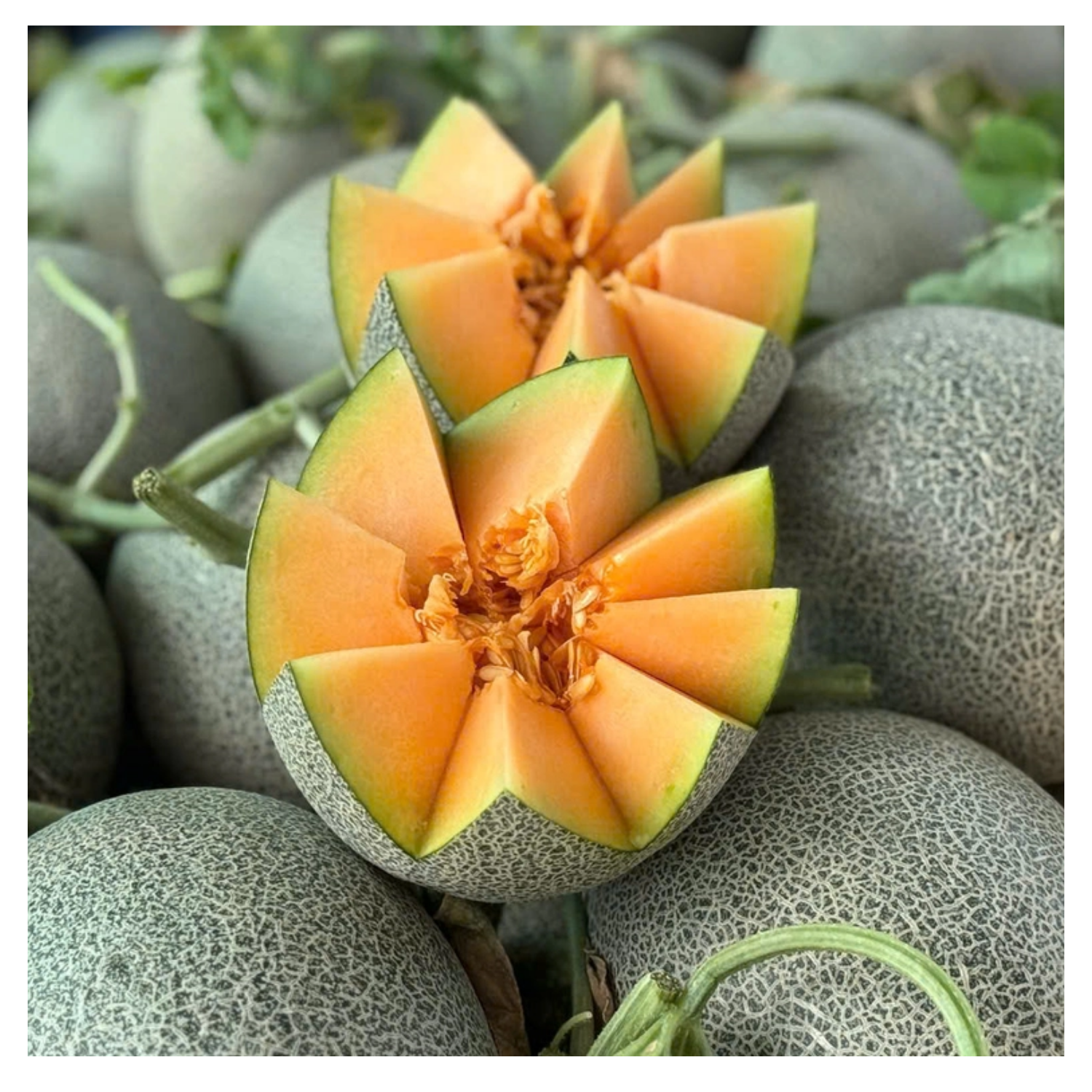 Dưa lưới ngọt lành